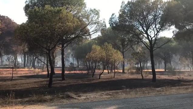 Efectivos del Infoca trabajando en la extinción del incendio