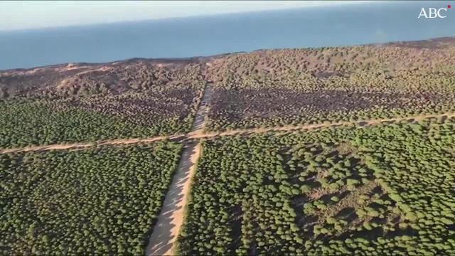 Estragos del incendio forestal en la zona de Moguer próxima al Parque Nacional de Doñana