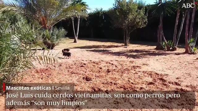 Algunos sevillanos nos abren las puertas de sus casas para mostrarnos sus mascotas