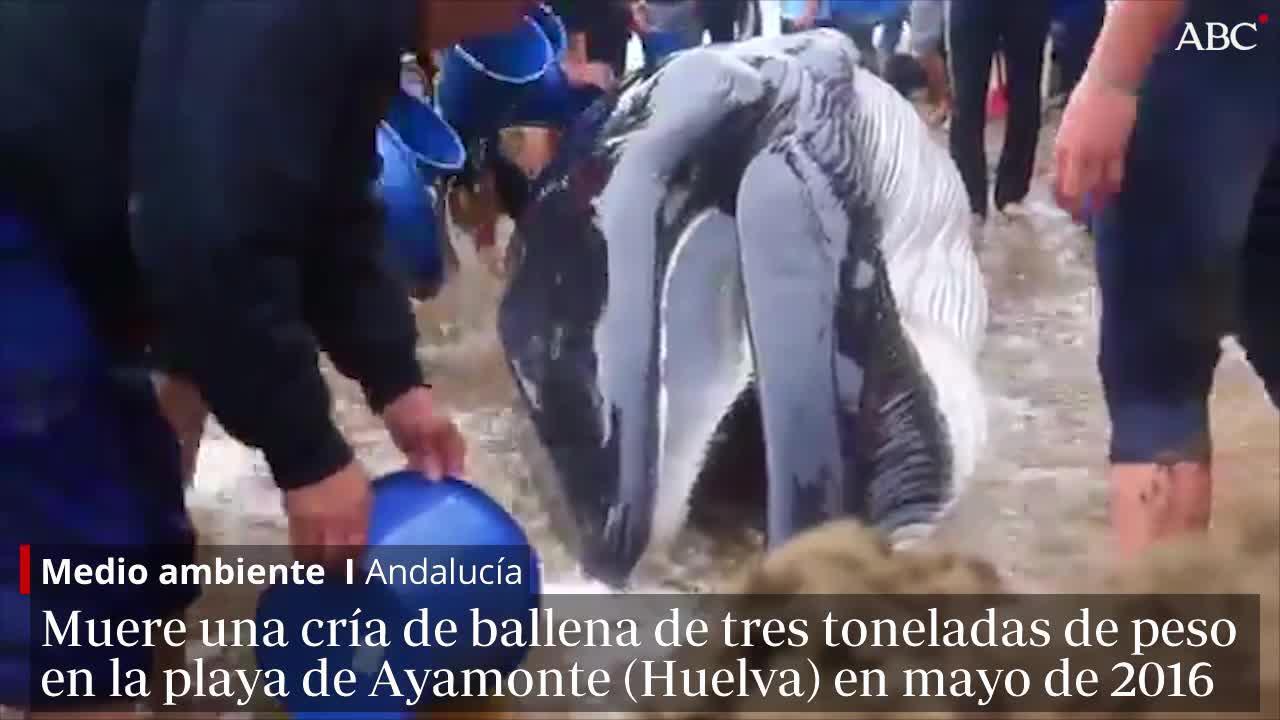 El tiburón encontrado en la playa de Torre Carbonero