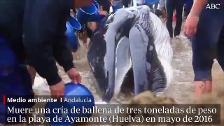 Aparece muerto un tiburón de nueve metros en la playa de Doñana
