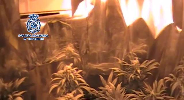 La Policía detuvo a los empleados encargados del cultivo de marihuana en fincas de Morón de la Frontera