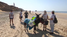 Los burritos Limpia-costas se enfrentan al plástico y a las colillas arrojadas en las playas de Doñana