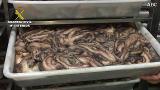 La Guadia Civil decomisa 5.733 kilos de pulpo sin etiquetar en una nave de Ayamonte