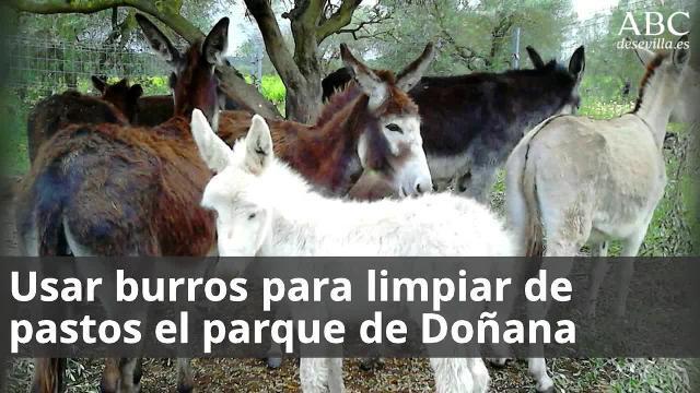Los burros de la asociación «El burrito feliz»