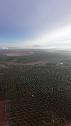 Así se ven los olivos de Andalucía desde el cielo