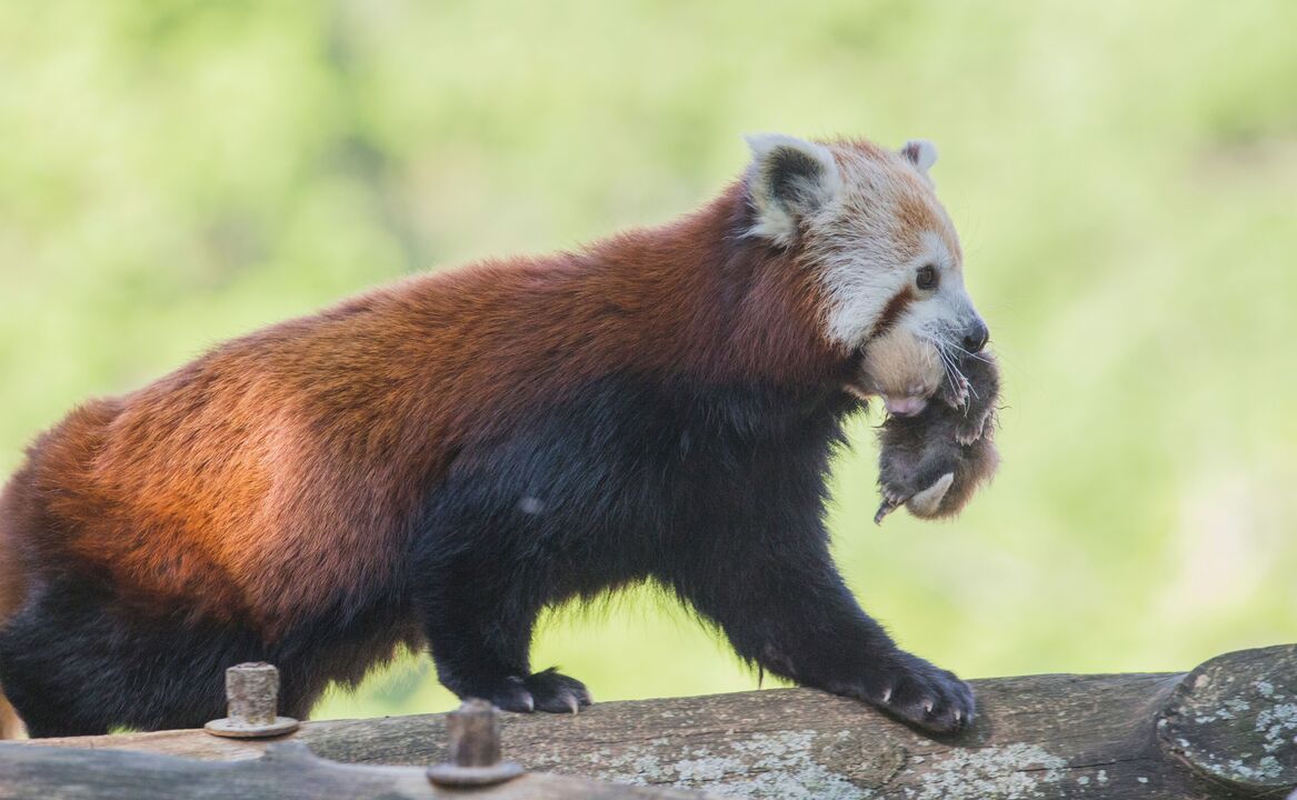 Naissance Exceptionnelle D Un Panda Roux Au Parc Animalier D Auvergne Geo Videos