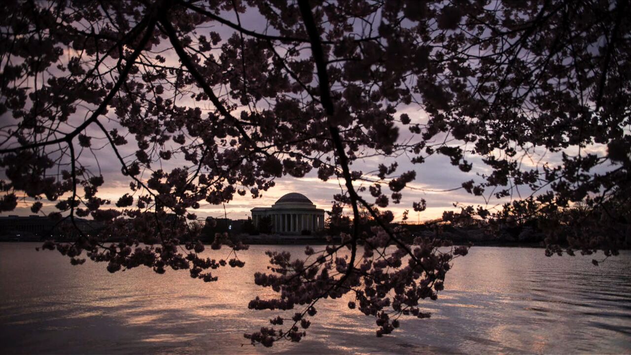 Washington Dc Célèbre La Floraison De Ses Cerisiers Japonais