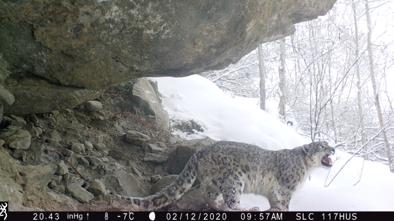 puma des neiges