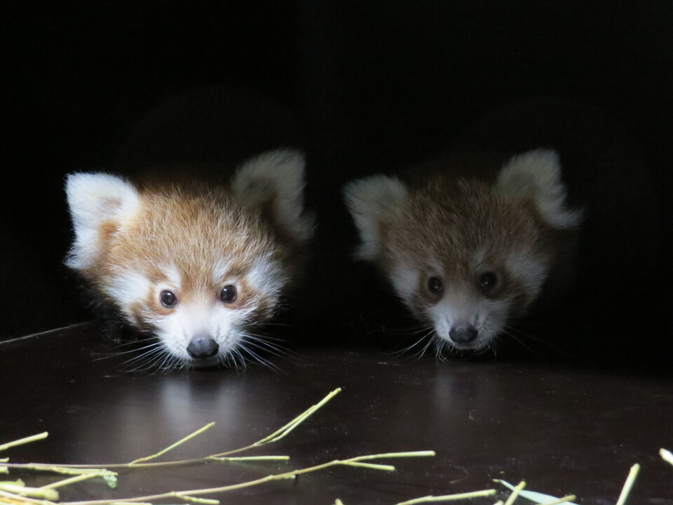 Naissance De Deux Pandas Roux A Lyon Femme Actuelle Le Mag