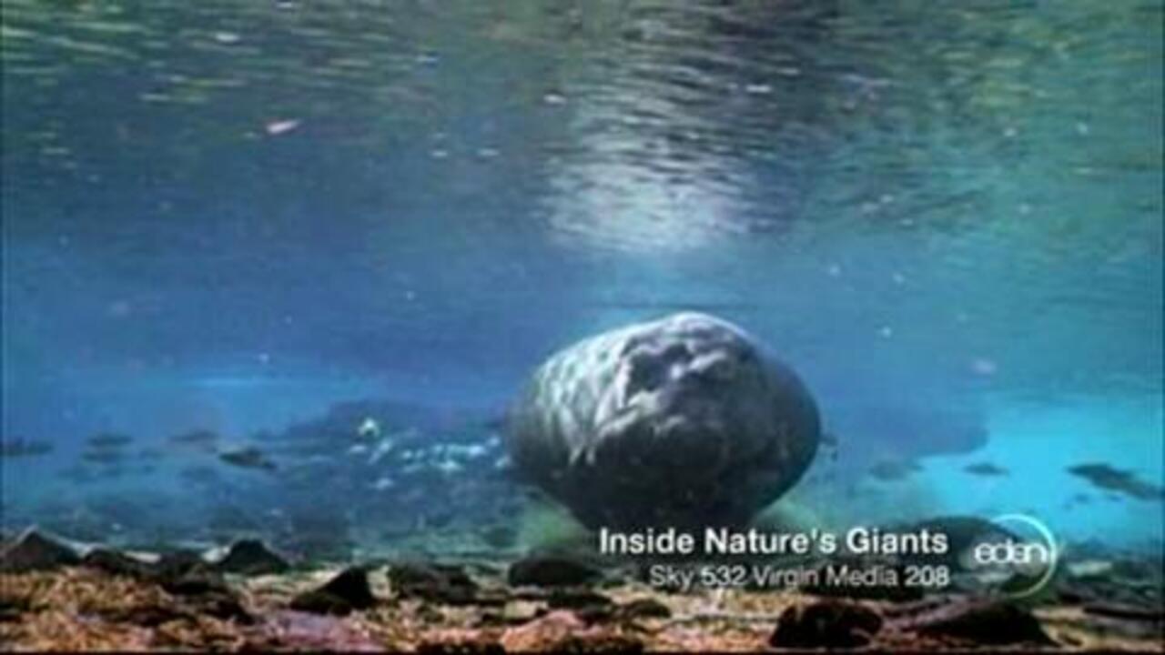 Inside nature's store giants