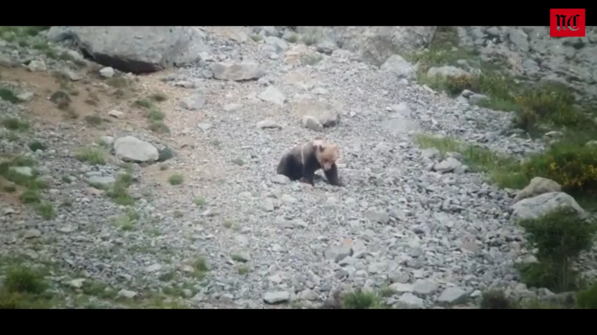 La pelea entre dos osos en la Montaña Palentina acaba en tragedia | El  Norte de Castilla