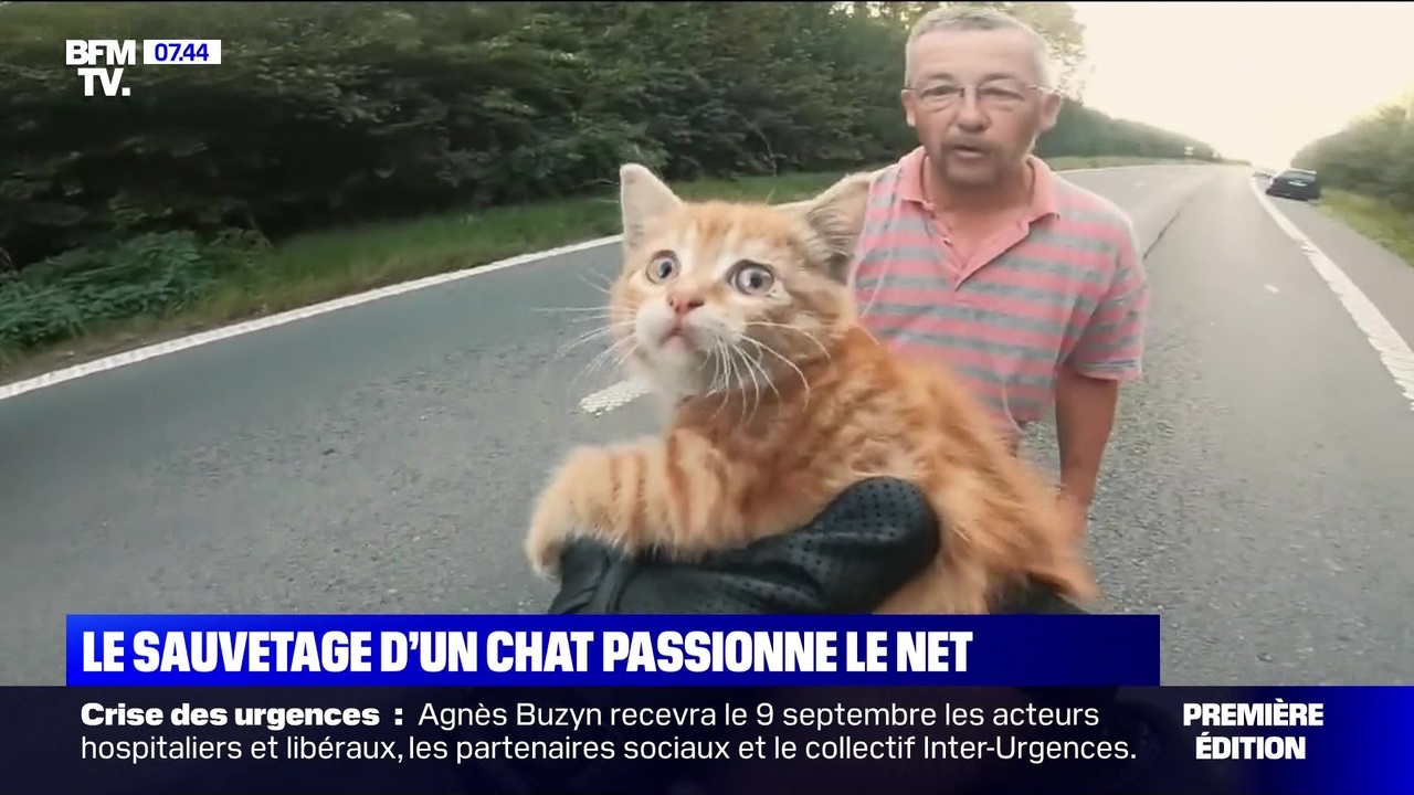 Le Sauvetage D Un Chat Passionne Le Net