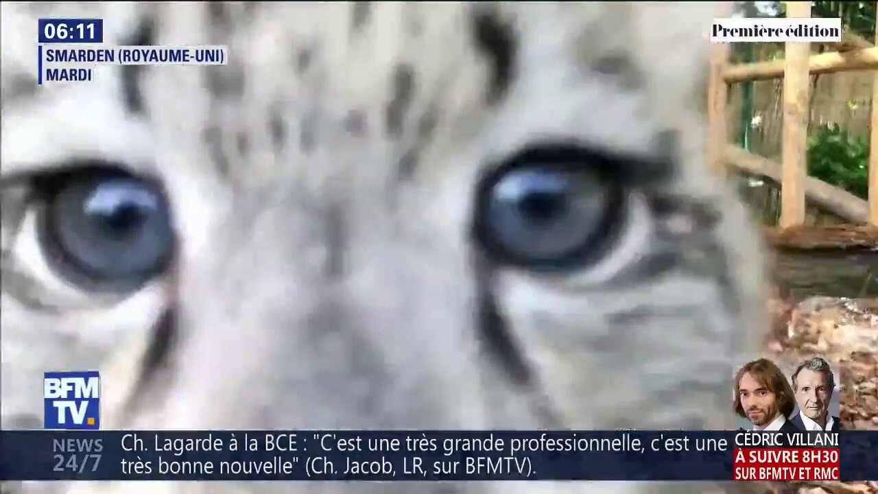 Les Adorables Images De Ces Bebes Leopards Des Neiges Vont Vous Faire Craquer