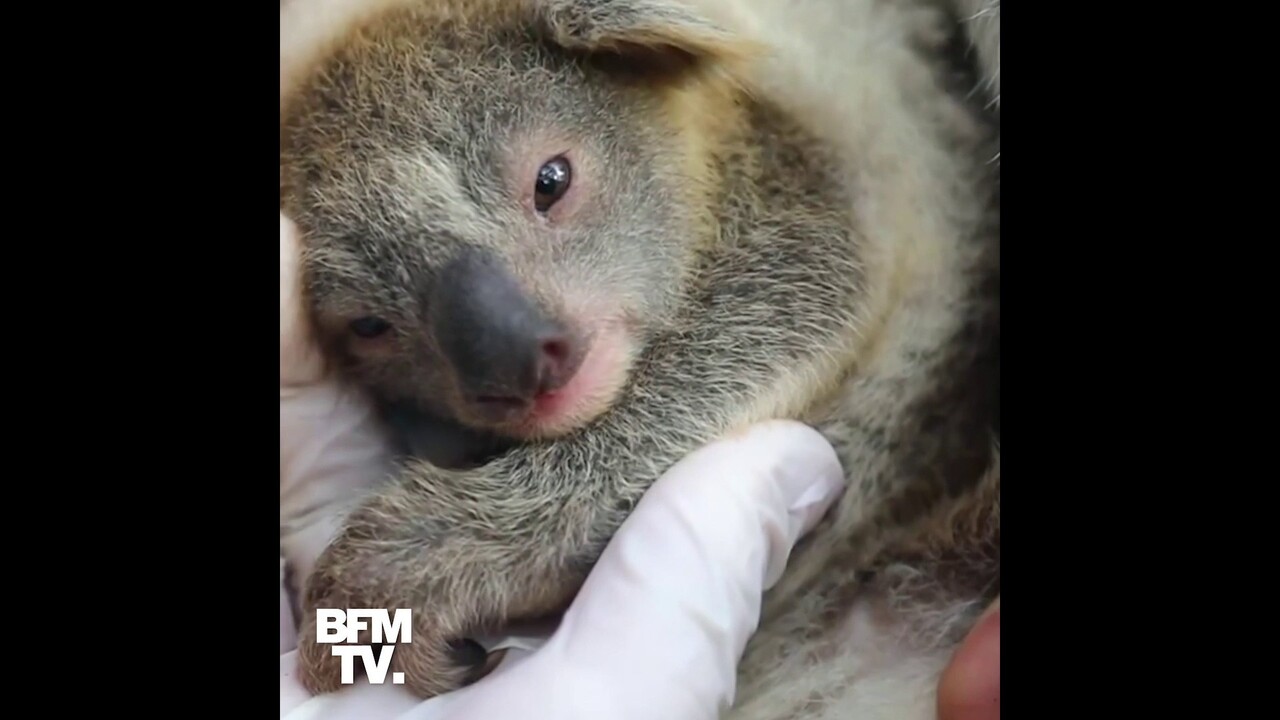 Australie Premiere Naissance D Un Bebe Koala Dans Un Parc Animalier Depuis Les Incendies Australie Premiere Naissance D Un Bebe Koala Dans Un Parc Animalier Depuis Les Incendies