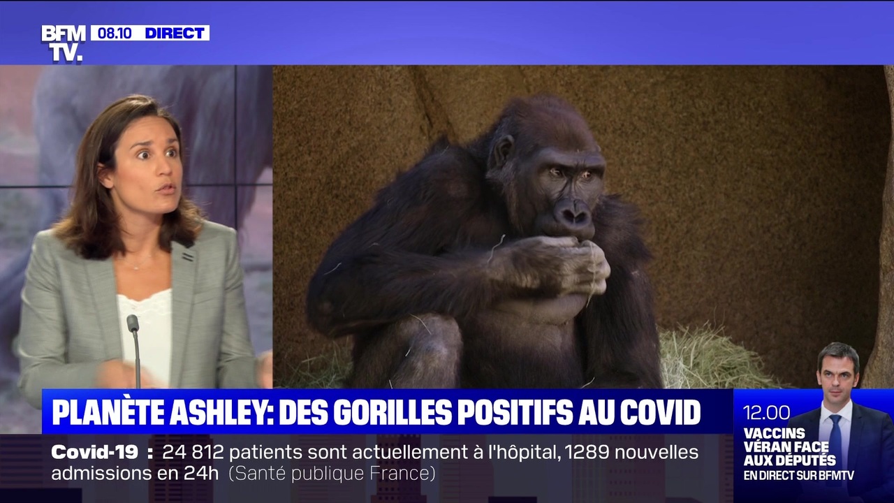 Des Gorilles Positifs Au Covid 12 01