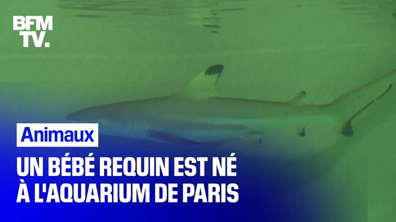 Un Bebe Requin Est Ne A L Aquarium De Paris Un Evenement Rare