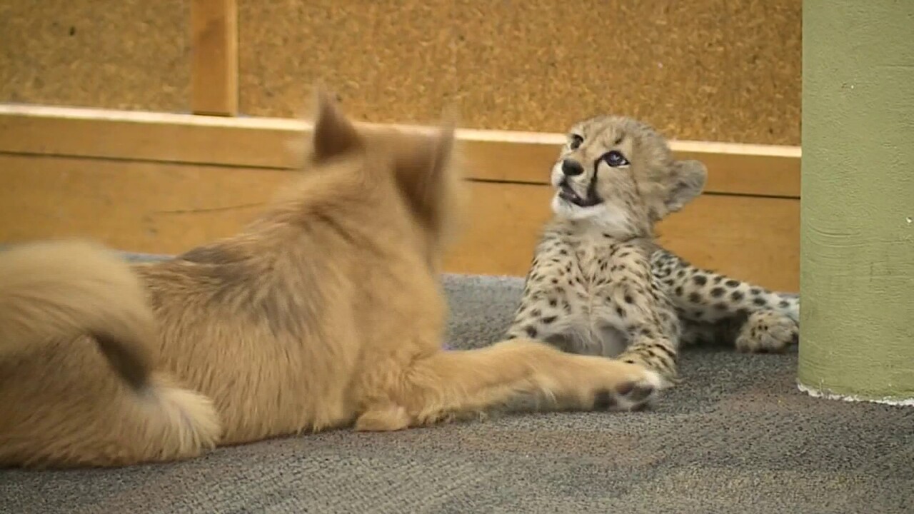 Un Bebe Guepard Et Un Chiot Deviennent Les Meilleurs Amis Du Monde Au Zoo De Cincinnati