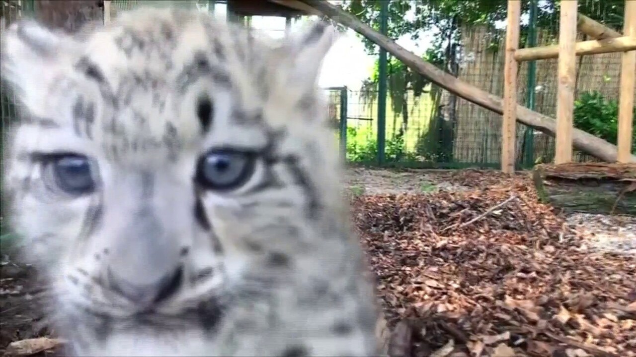 Vous Allez Cra Quer En Regardant Ces Deux Bebes Leopards Des Neiges