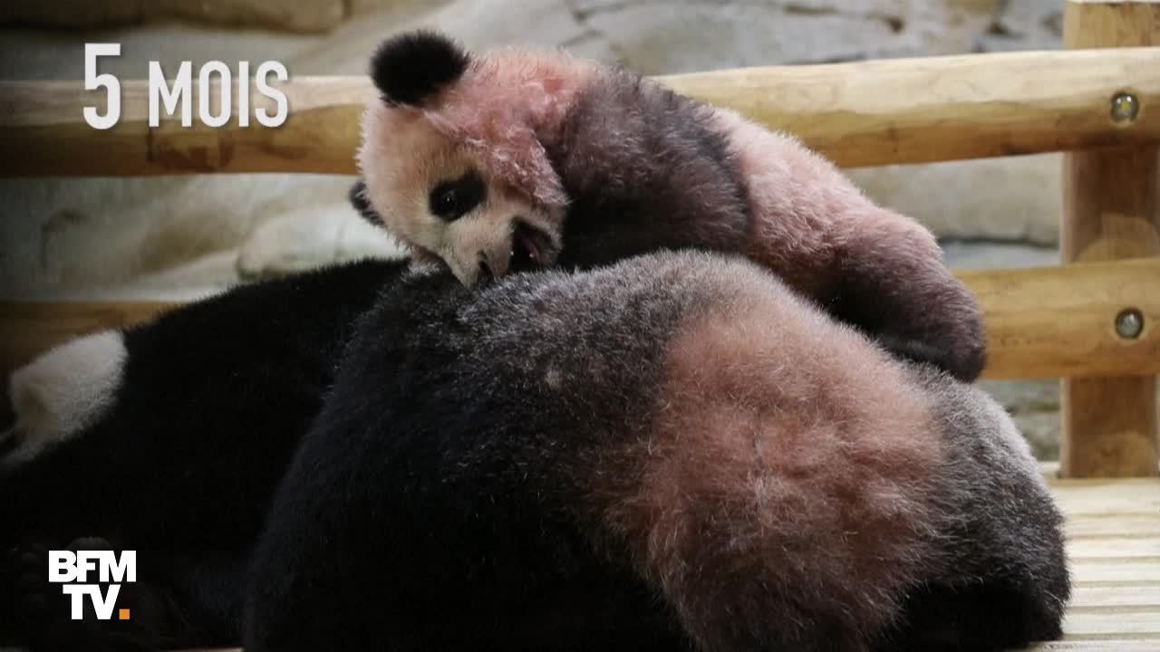 Un Nouveau Bebe Panda Au Zoo De Beauval La Femelle Huan Huan Pourrait Etre Enceinte
