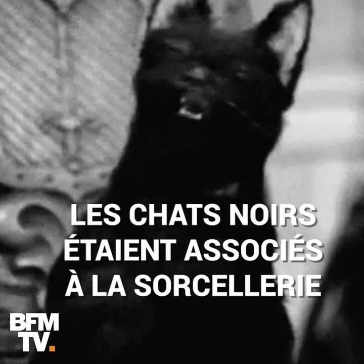 Journee Du Chat Noir Mais Pourquoi Ils Portent Malheur Selon La Legende