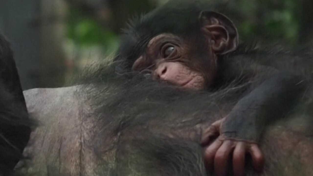 Une Femelle Chimpanze Est Nee Au Zoo De Beauval Mercredi Dernier