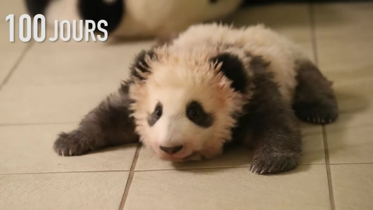 Trop Mignon Le Bebe Panda Du Zoo De Beauval Est En Pleine Forme Pour Sa Presentation Au Public