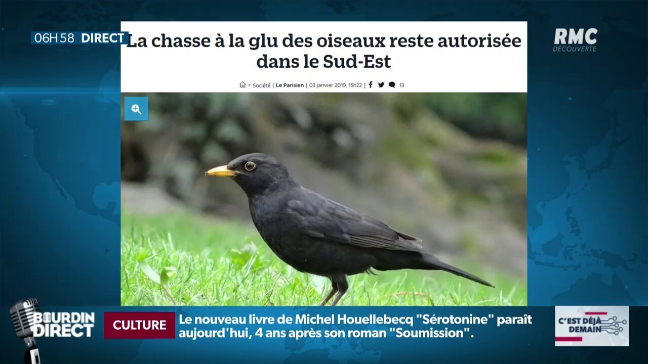 Le Conseil Detat Valide Le Recours à La Chasse à La Glu - 