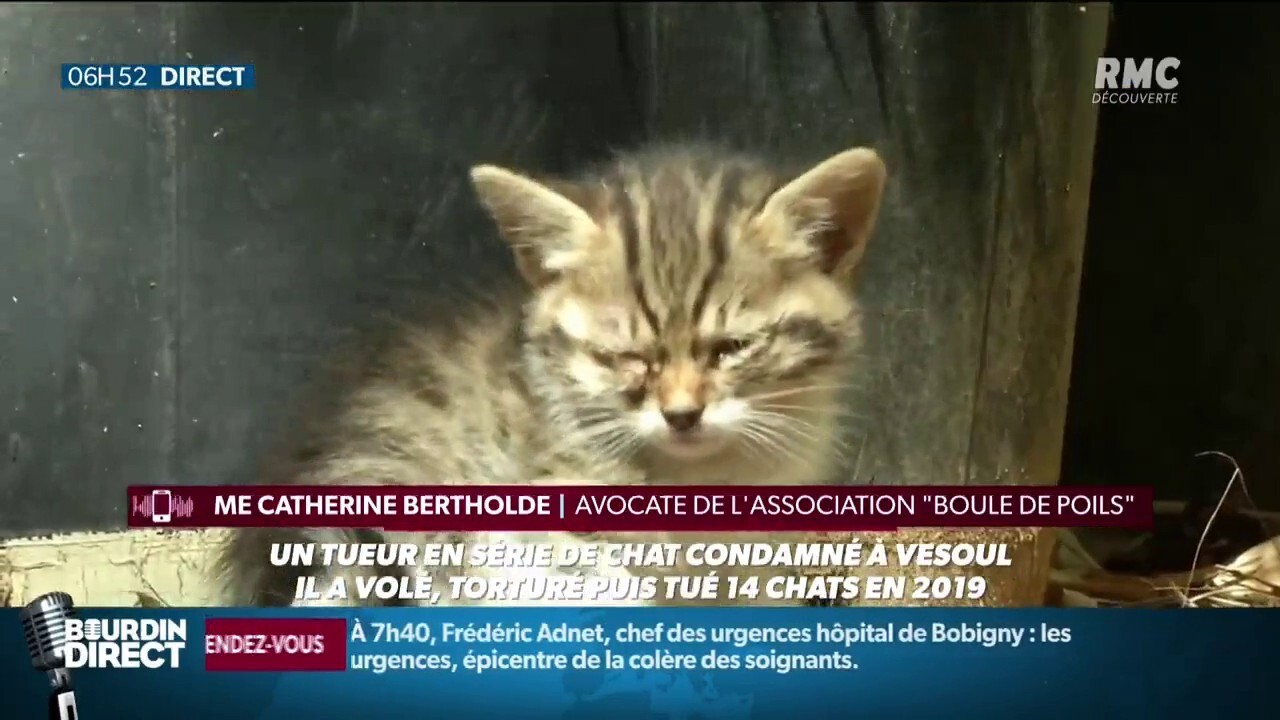 Le Serial Killer De Chats Condamne A 10 Mois De Prison Avec Sursis