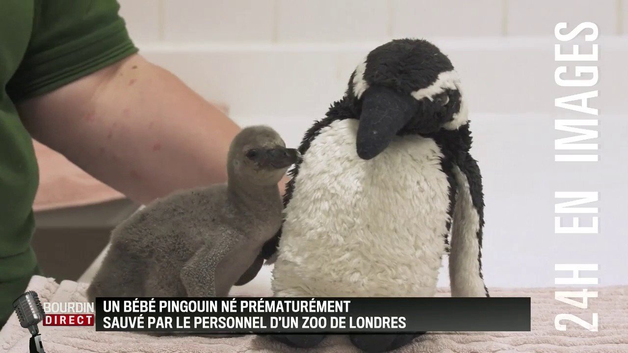 Ce Bebe Pingouin Est Chouchoute Par Les Soigneurs D Un Zoo De Londres Ce Bebe Pingouin Est Chouchoute Par Les Soigneurs D Un Zoo De Londres